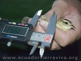 Ornithology Projects. amazon Jungle Ecuador. Yasuni ITT