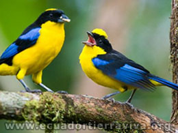 Ornithology Projects. amazon Jungle Ecuador. Yasuni ITT