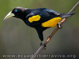 Ornithology Projects. amazon Jungle Ecuador. Yasuni ITT