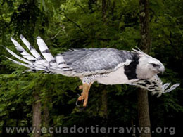 Ornithology Projects. amazon Jungle Ecuador. Yasuni ITT