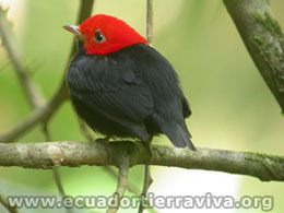 Ornithology Projects. amazon Jungle Ecuador. Yasuni ITT